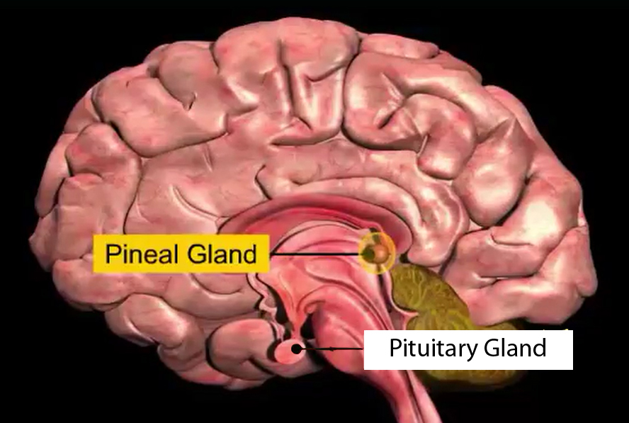 Brain Glands